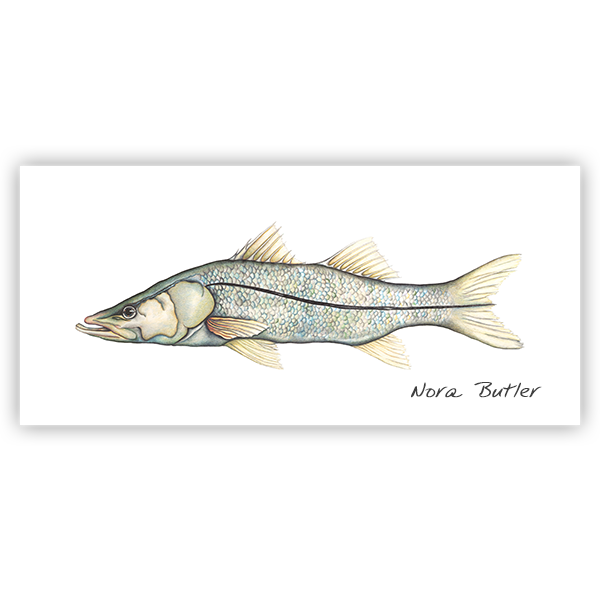 Sir Snook Limited Edition Print