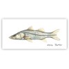 Sir Snook Limited Edition Print